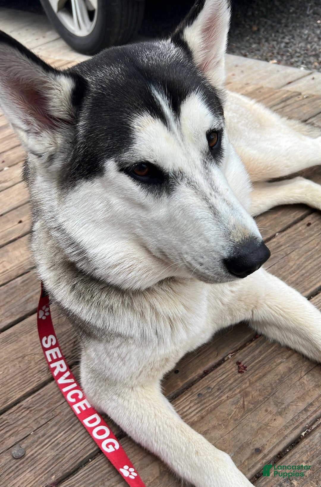 Siberian Husky dogs for sale: Siberian Husky Puppy 3 - Ad 2