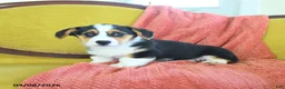 Welsh Corgi Pembroke dogs for sale: Toola - Ad 4