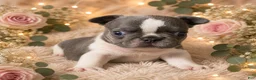 French Bulldog dogs for sale: French Bulldog Puppy 4 - Ad 1