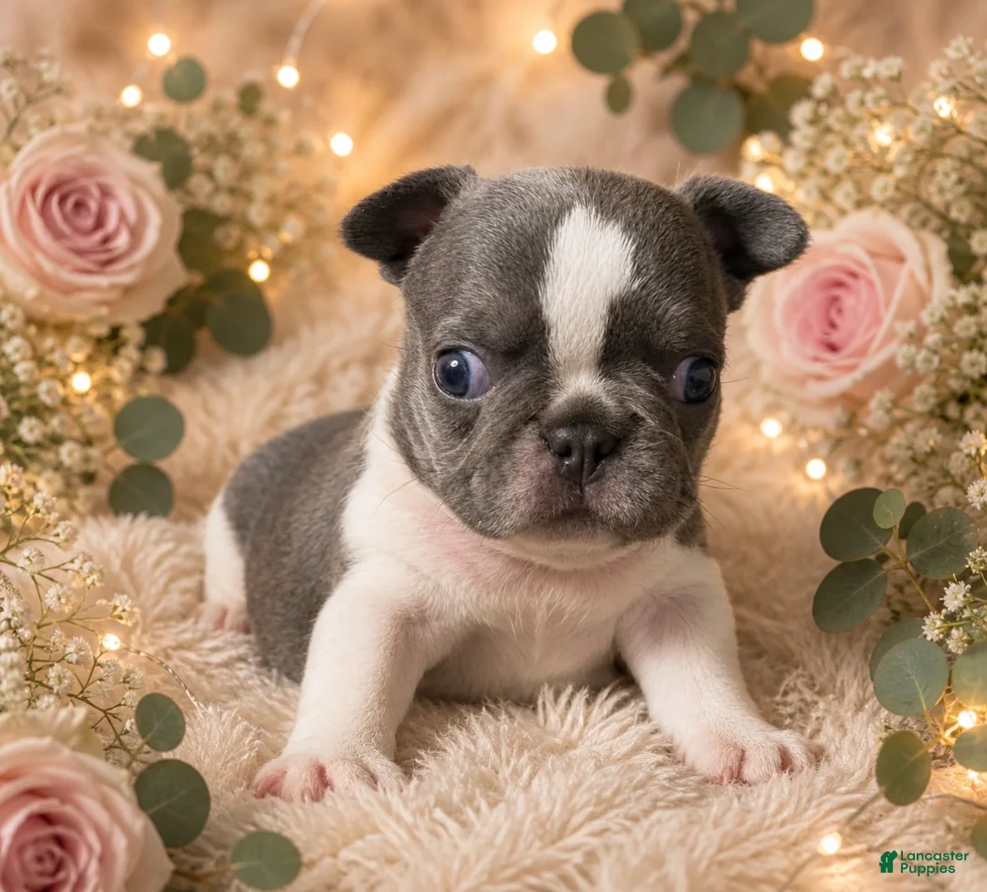 French Bulldog dogs for sale: French Bulldog Puppy 4 - Ad 1