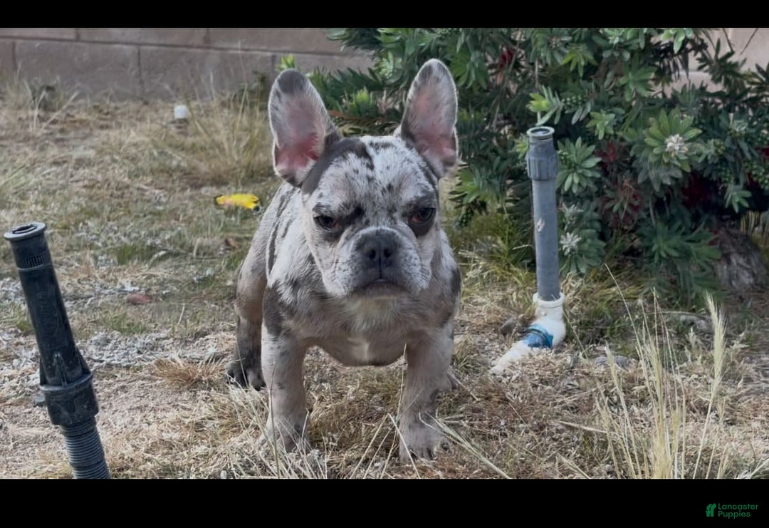 Gallery Image {{count}}