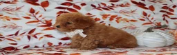 Toy Poodle dogs for sale: Pierre - Ad 5