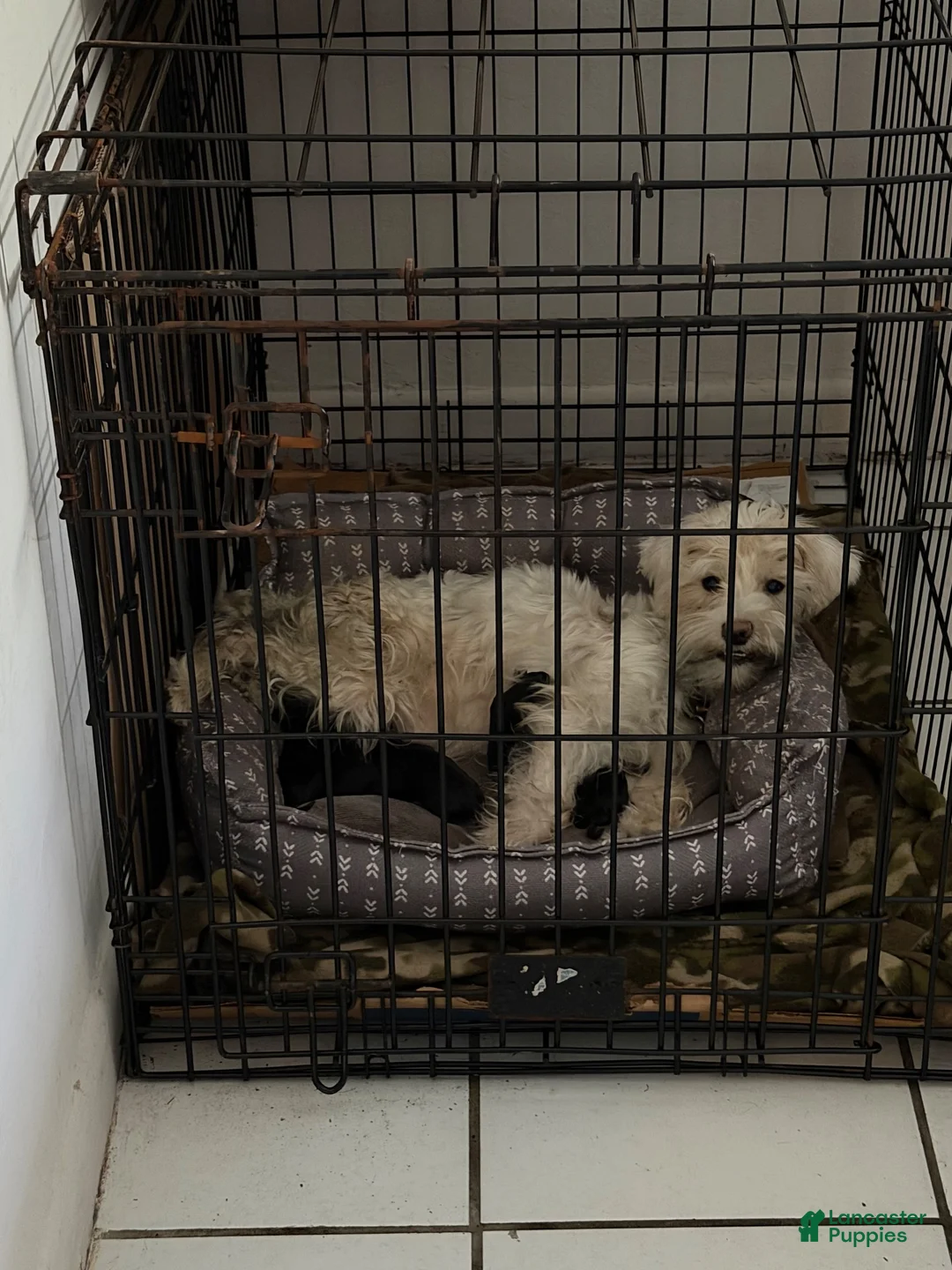 Miniature Schnauzer dogs for sale: Miniature Schnauzer 2 - Ad 1