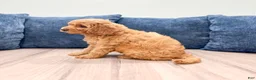Miniature Labradoodle dogs for sale: Cheyenne - Ad 3