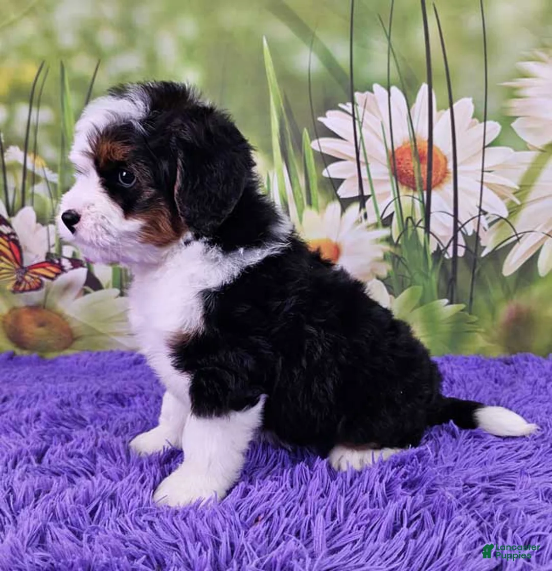 Mini Bernedoodle dogs for sale: Daina - Ad 3