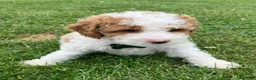 Miniature Poodle dogs for sale: Creme - Ad 3