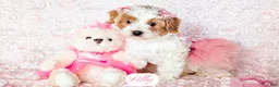 Cavapoo dogs for sale: Lilly - Ad 8