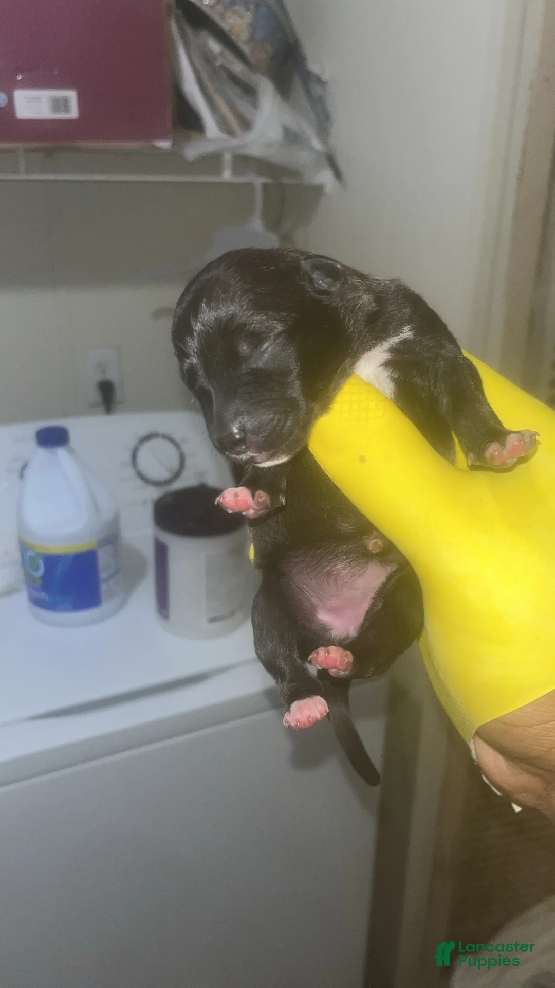American Pit Bull Terrier dogs for sale: American Pit Bull Terrier 12 - Ad 1