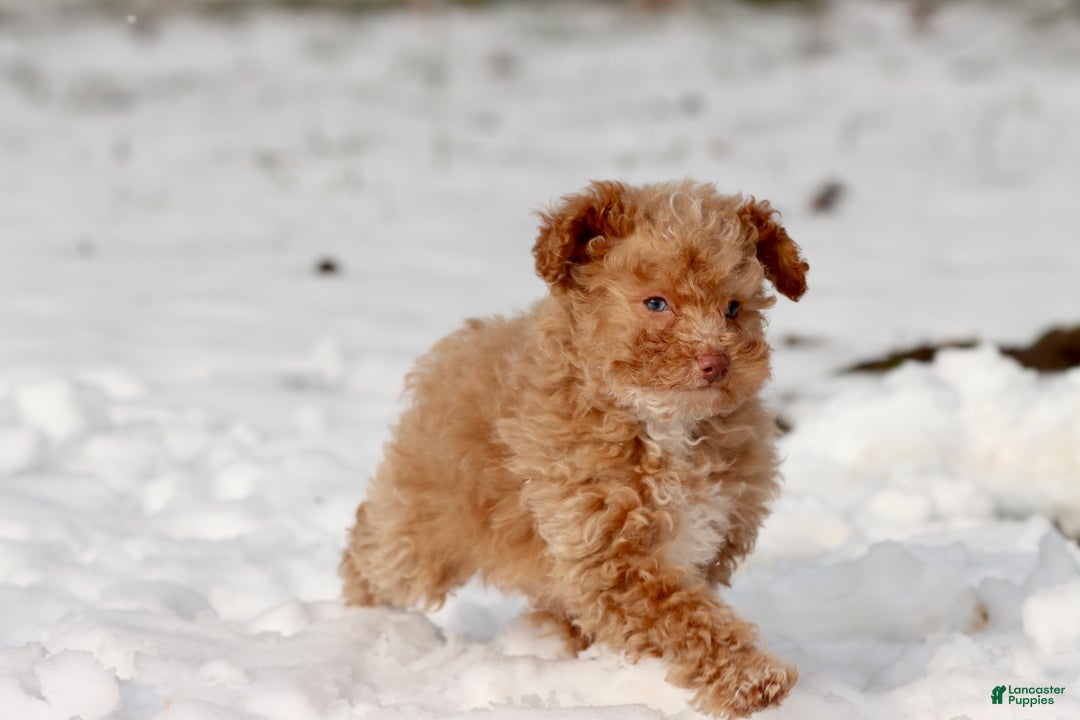 Toy Poodle dogs for sale: Cranberries - Ad 1