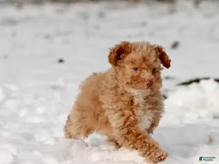 Toy Poodle dogs Cranberries - Ad 26