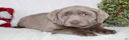 Labrador Retriever dogs for sale: Remi - Ad 2