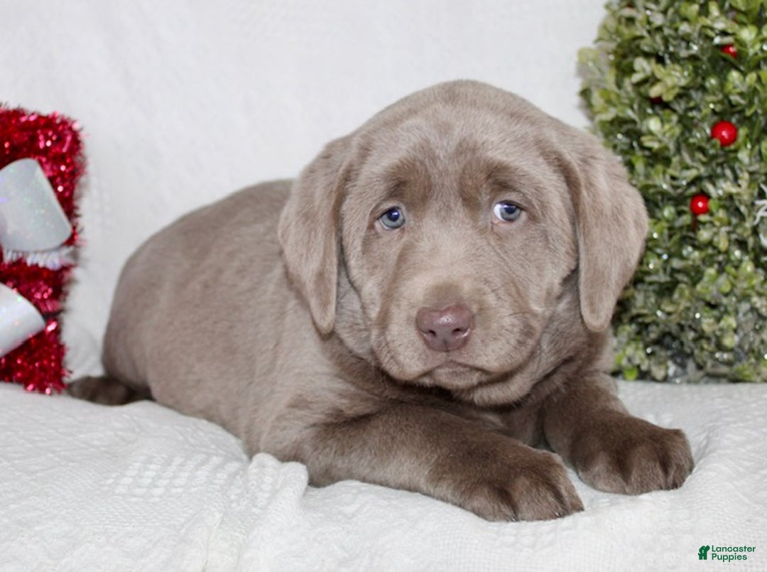 Labrador Retriever dogs for sale: Remi - Ad 2