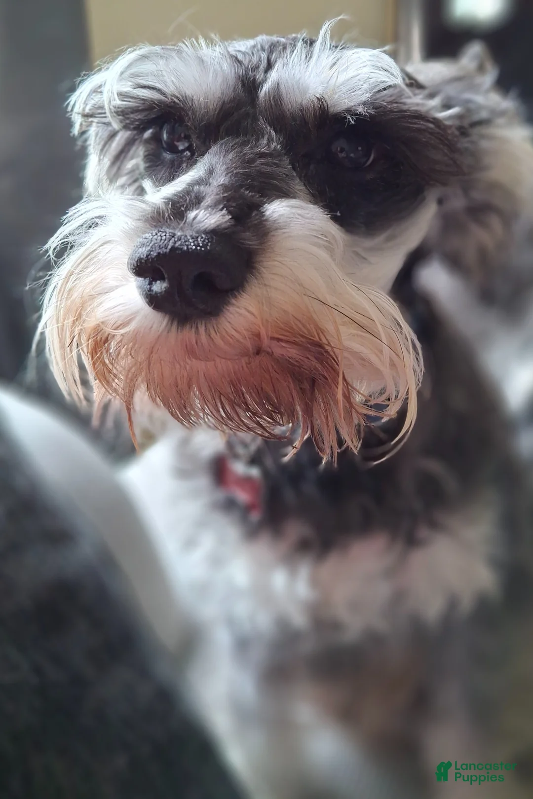 Miniature Schnauzer dogs for sale: Ms. POPCORN - Ad 24