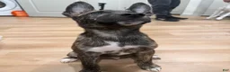 Mixed Breed dogs for sale: Mixed Breed 1 - Ad 3
