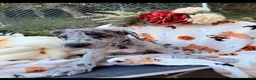 Great Dane dogs for sale: Great Dane 9 - Ad 1