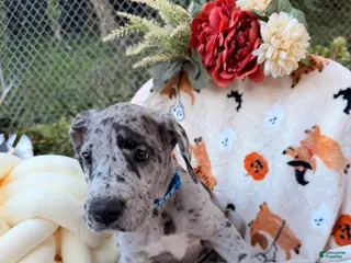 Great Dane dogs Great Dane 9 - Ad 10