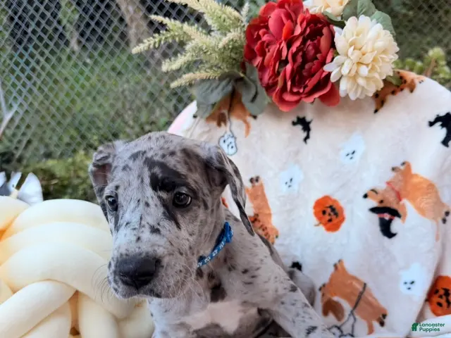 Great Dane dogs for sale: Great Dane 9 - Ad 30