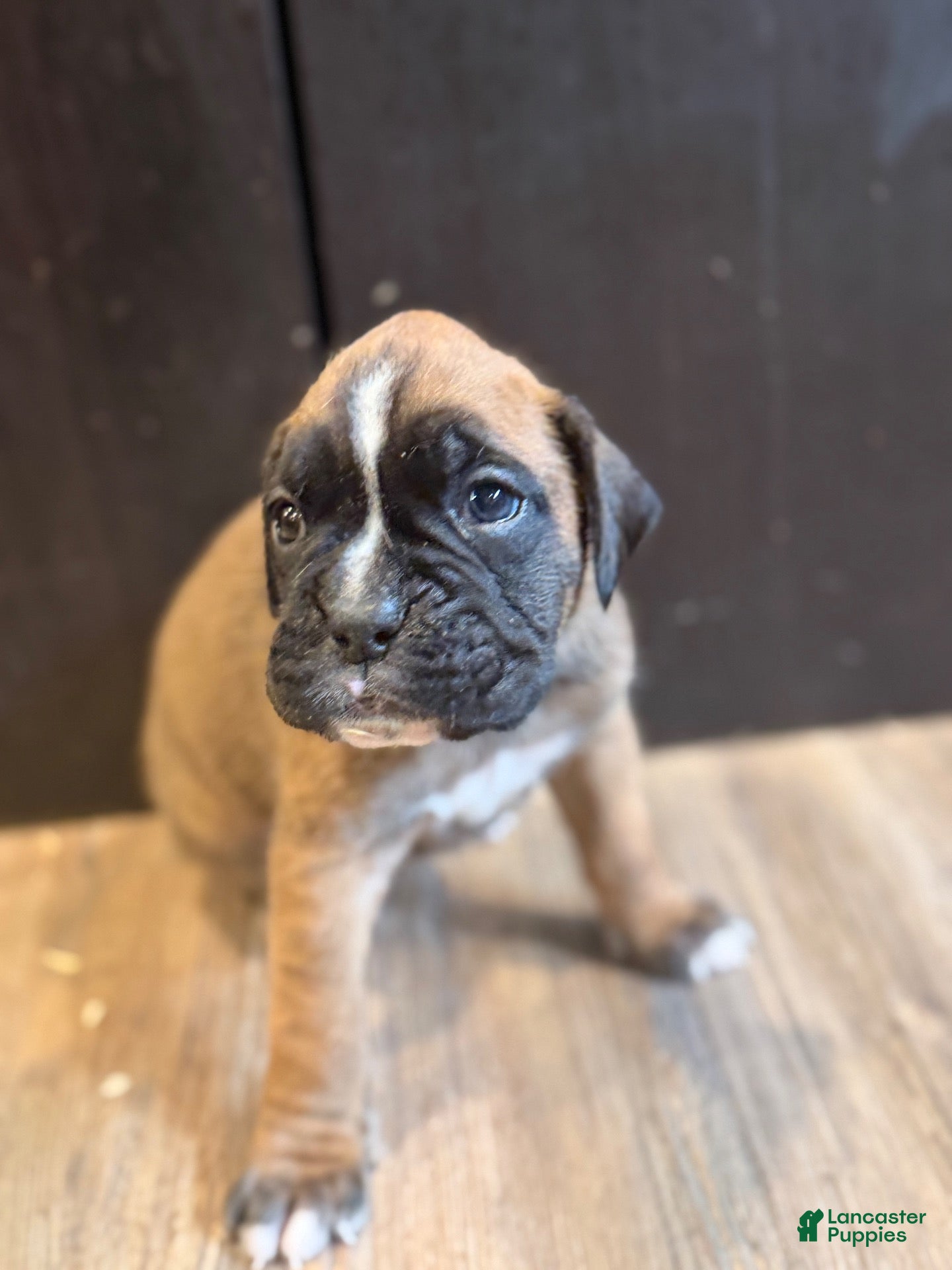 Boxer dogs Brownie  - Ad 2