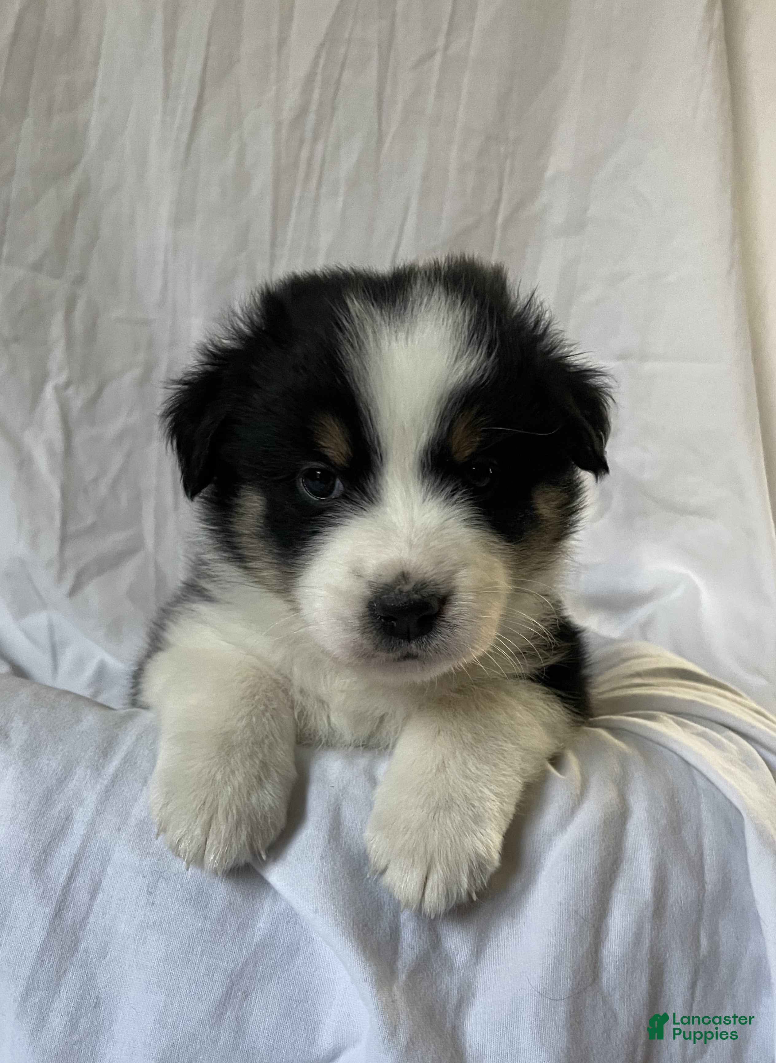 Australian Shepherd dogs Cedar - Ad 21