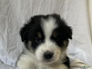 Australian Shepherd dogs Cedar - Ad 40