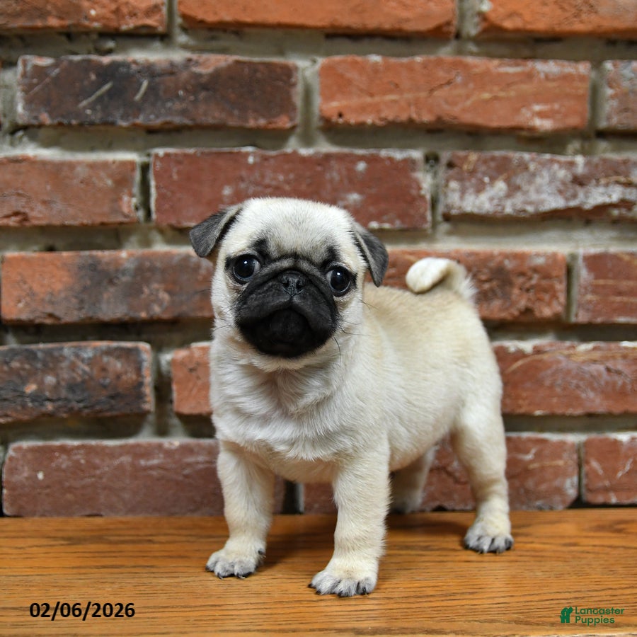 Pug dogs Foster - Ad 2