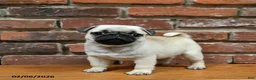 Pug dogs for sale: Foster - Ad 2