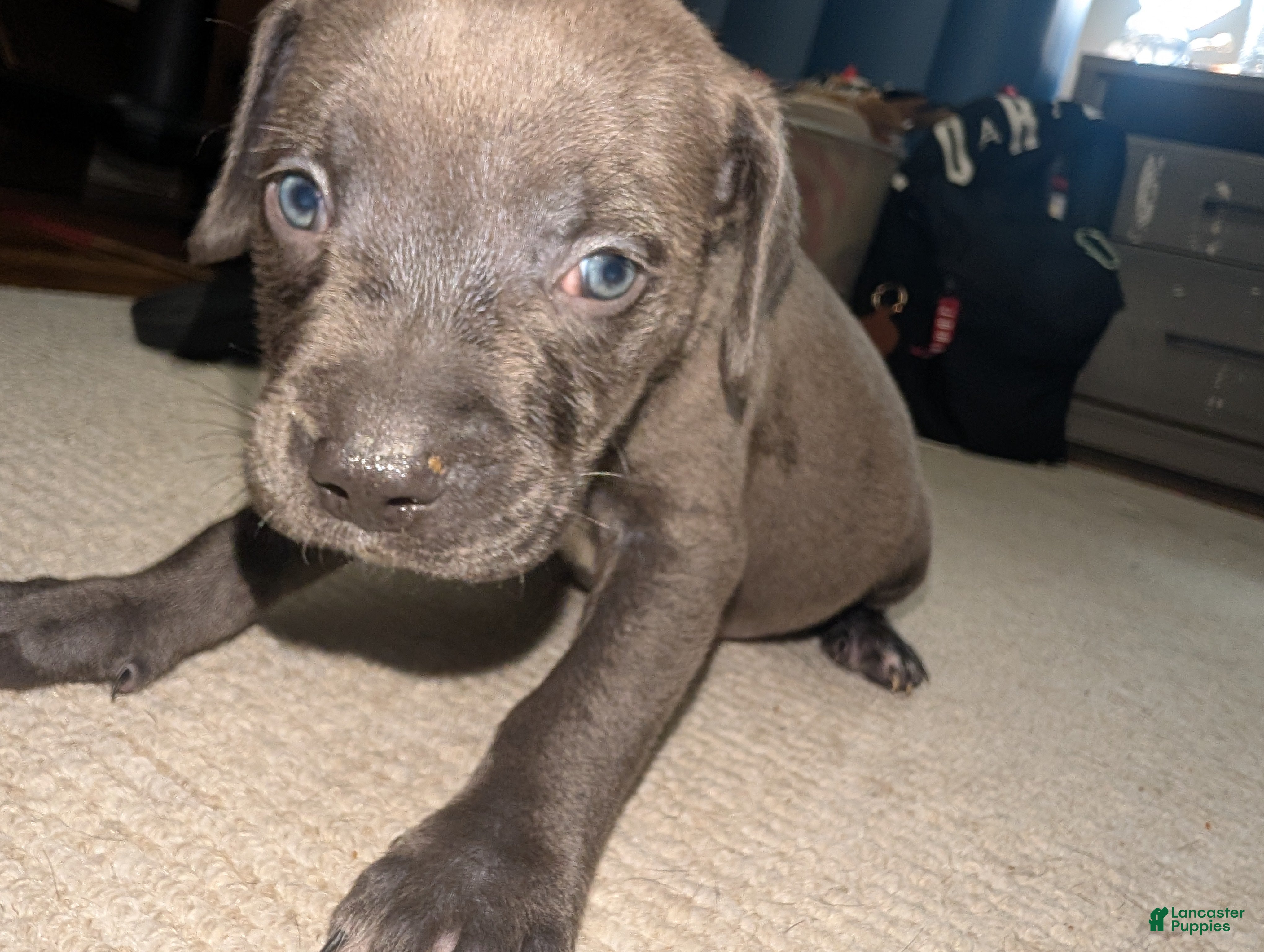 American Pit Bull Terrier dogs Buddy - Ad 3