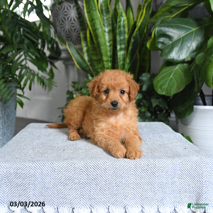Mini Goldendoodle dogs Blossom - Ad 2