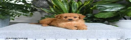 Mini Goldendoodle dogs for sale: Blossom - Ad 2