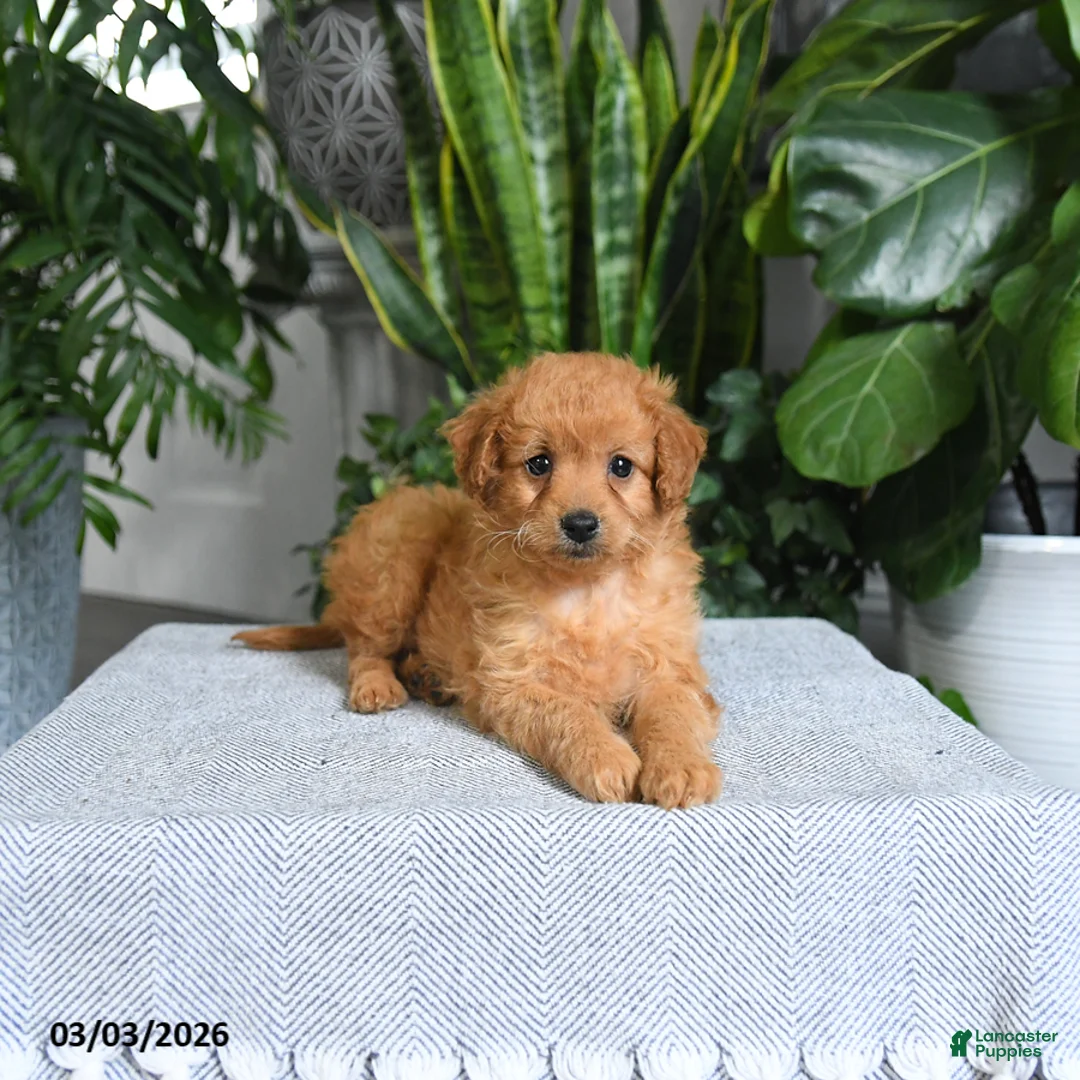 Mini Goldendoodle dogs for sale: Blossom - Ad 2