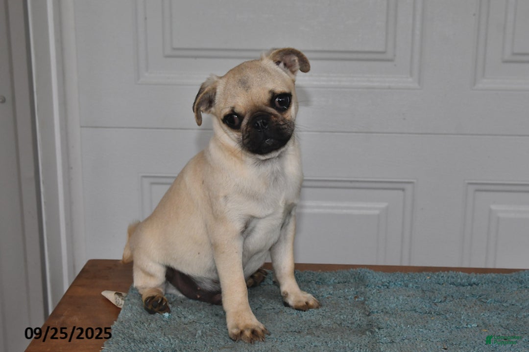 Pug dogs for sale: Wee Willy Winkie - Ad 12