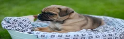 Jug dogs for sale: Goose - Ad 1