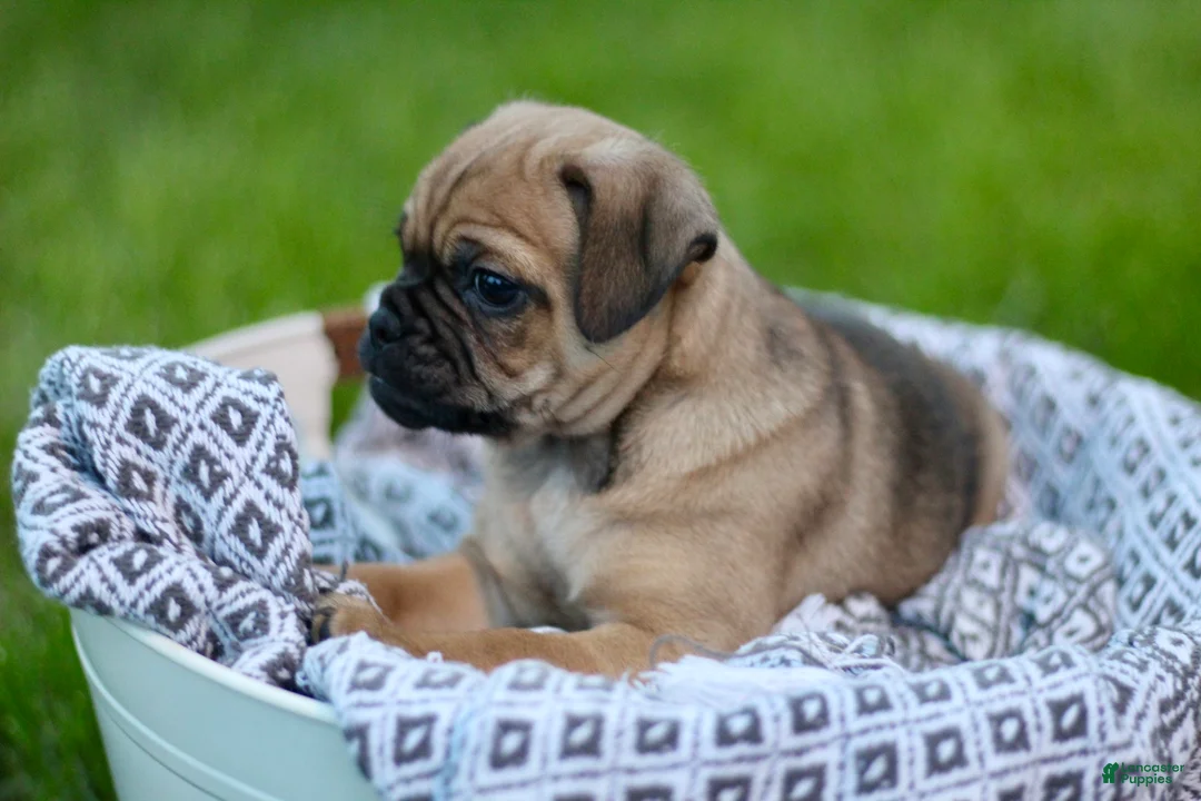 Jug dogs for sale: Goose - Ad 1