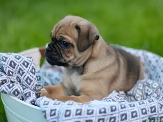 Jug dogs for sale: Goose - Ad 2