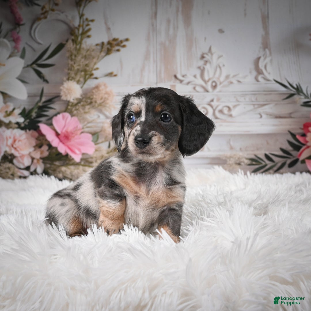 Miniature Dachshund dogs for sale: Precious-AKC - Ad 2