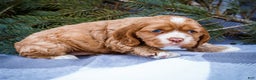 Cocker Spaniel dogs for sale: Sophie - Ad 6