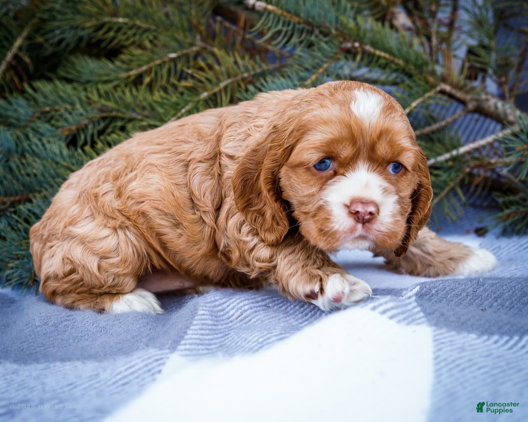 Cocker Spaniel dogs for sale: Sophie - Ad 6