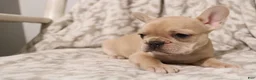 French Bulldog dogs for sale: Luna - Ad 4