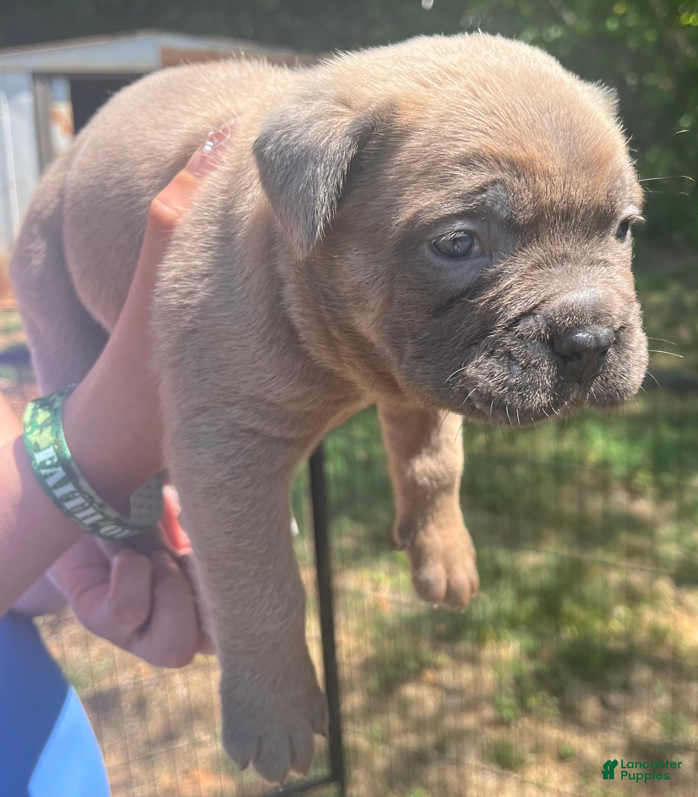 Cane Corso dogs for sale: Orange collar - Ad 9