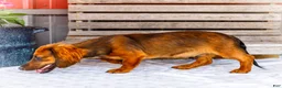 Miniature Dachshund dogs for sale: Bryce - Ad 4