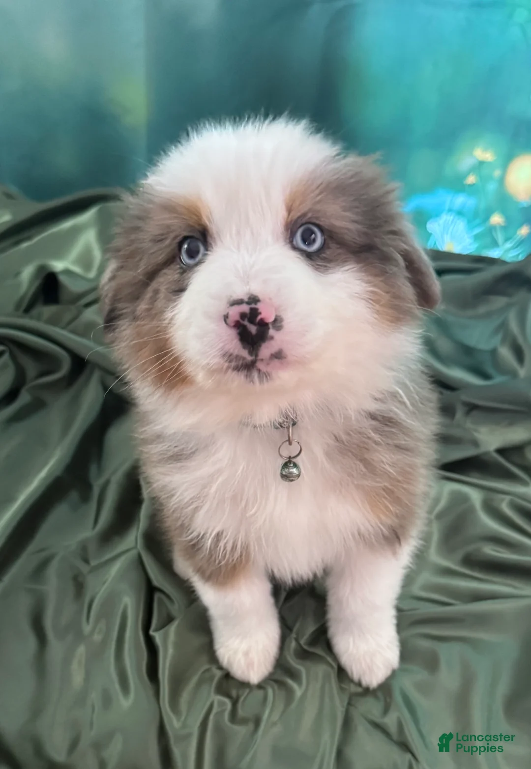 Australian Shepherd dogs for sale: Standard Australian Shepherd Puppy - Hunter Green Collar - Ad 1