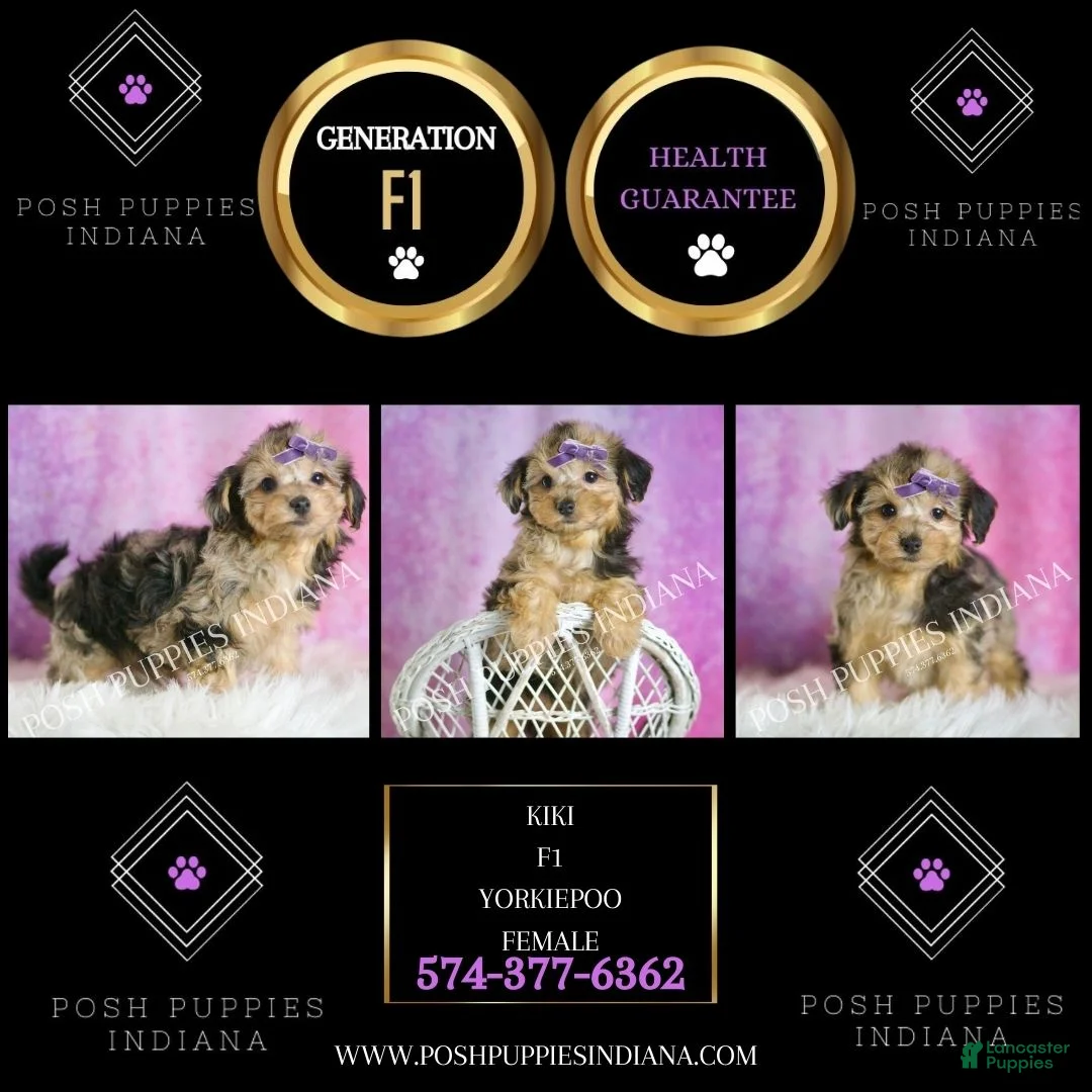 Yorkiepoo dogs for sale: Kiki - Ad 2