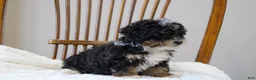 Mini Bernedoodle dogs for sale: Sadie  - Ad 7