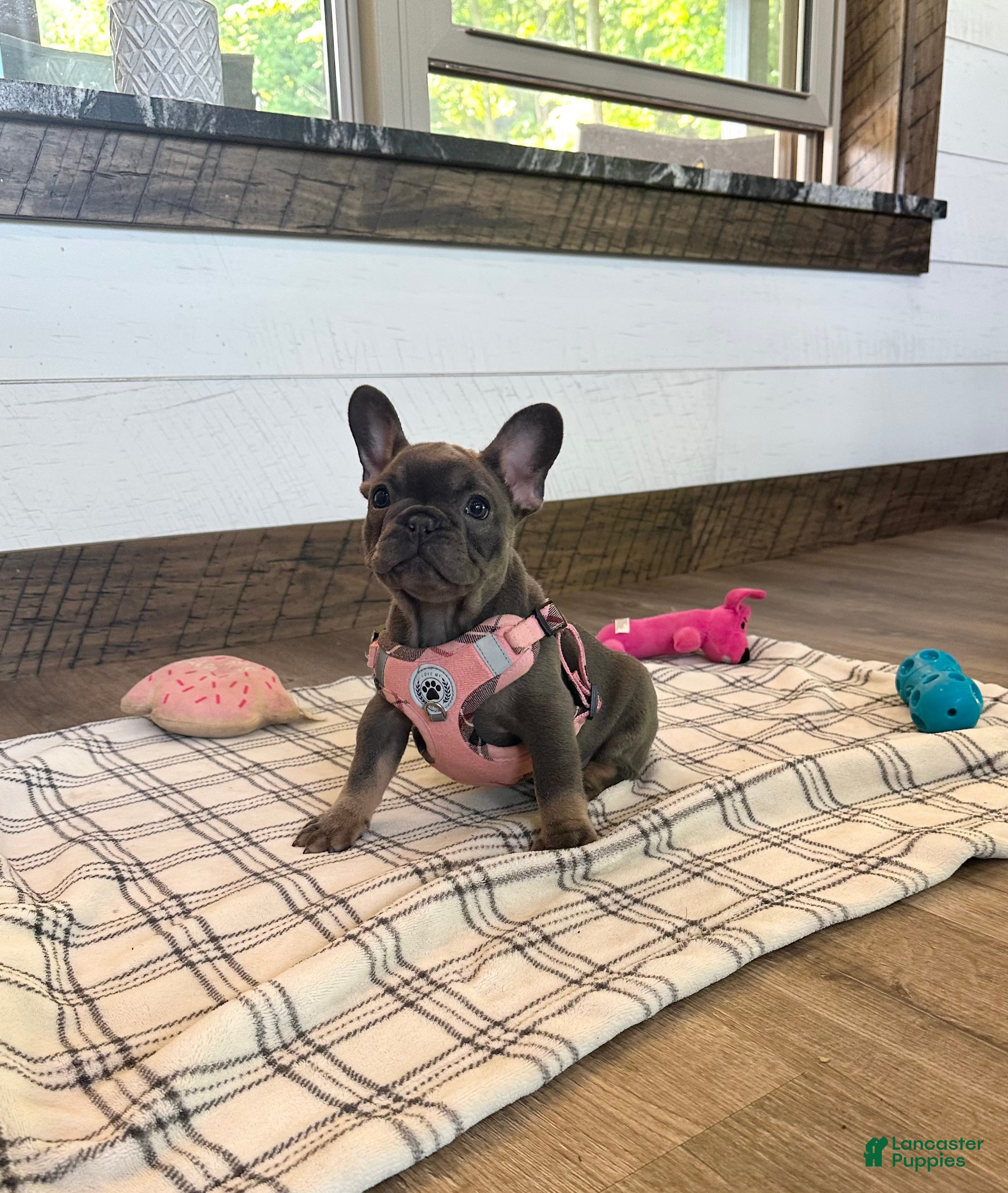 French Bulldog dogs Sena - Ad 2