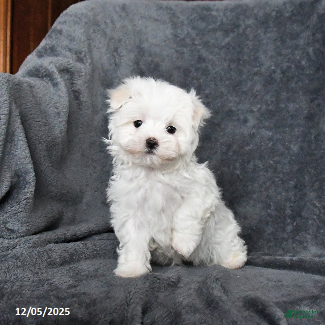Maltese dogs for sale: Jimmy - Ad 4