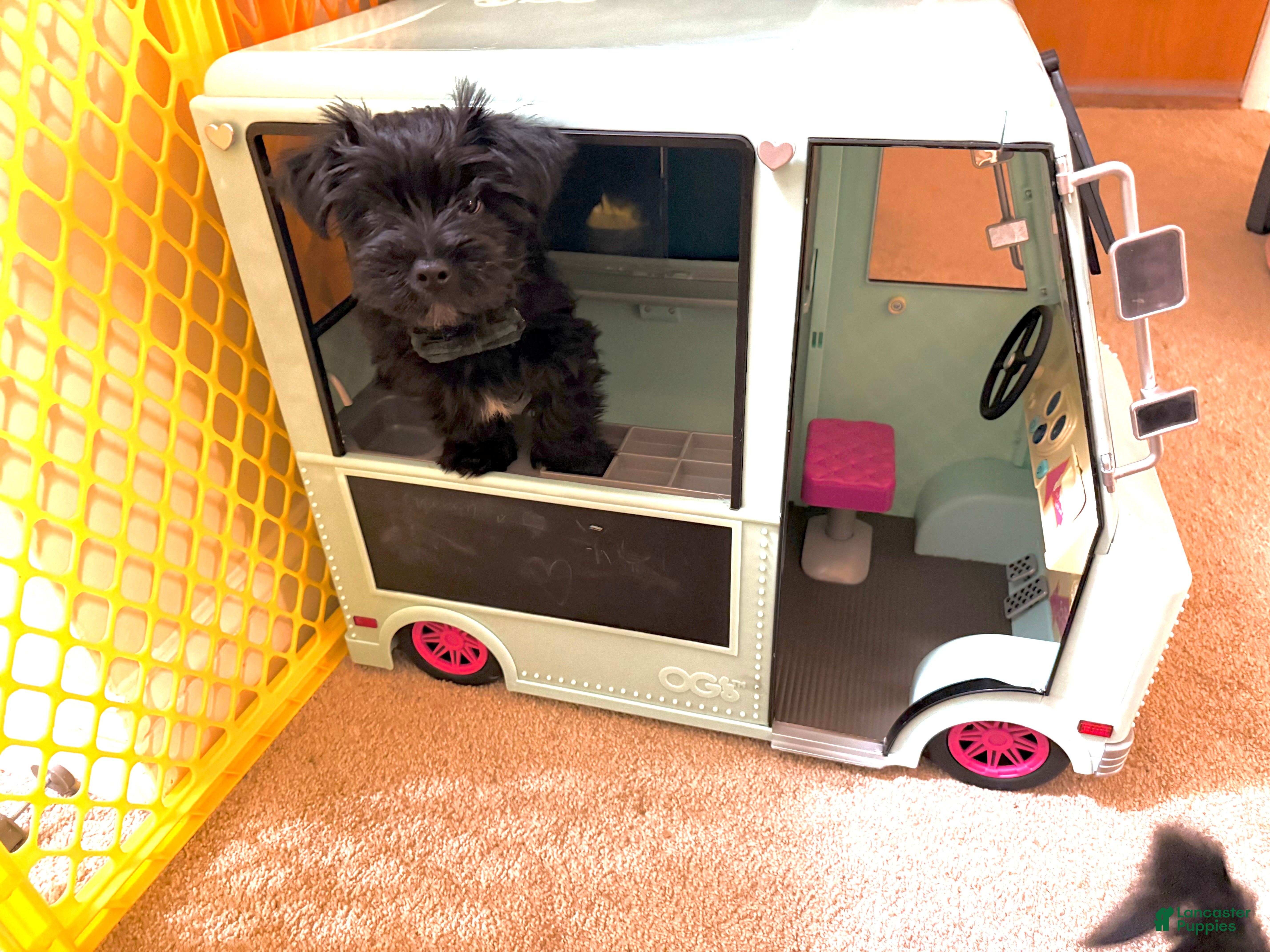 Yorkshire Terrier dogs Pudding - Ad 3