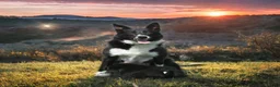 Border Collie dogs for sale: Tyson - Ad 11