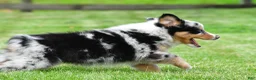 Australian Shepherd dogs for sale: Brent - Ad 11