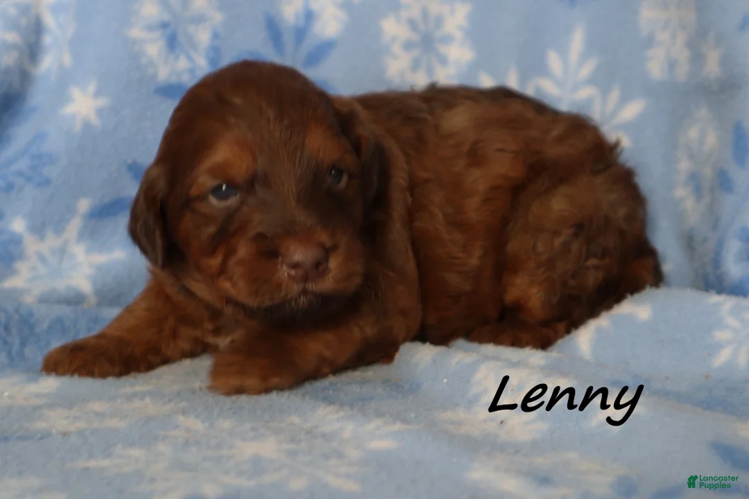 Mini Goldendoodle dogs for sale: Lenny - Ad 1