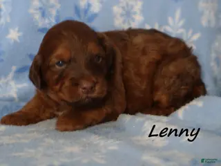 Mini Goldendoodle dogs Lenny - Ad 18